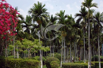 海南槟榔林
