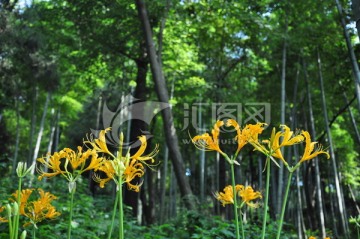 黄花菜图片