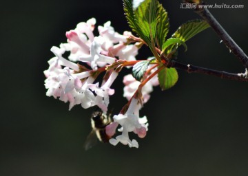 丁香花