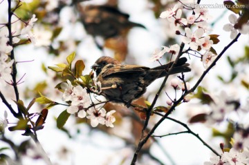 花鸟