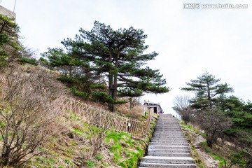 黄山松树