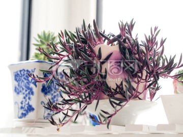 紫玄月 花房 多肉植物