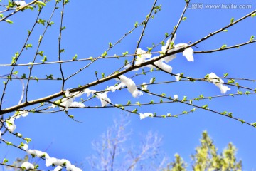 春雪 榆树叶
