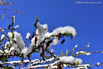 春雪 红叶