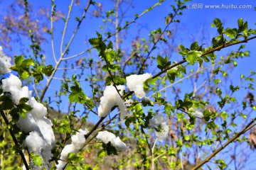 春雪 榆树叶