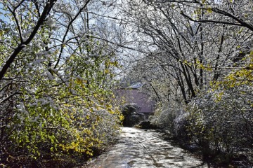 春雪