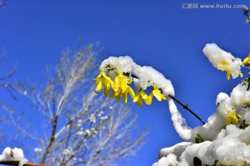 春雪 迎春花