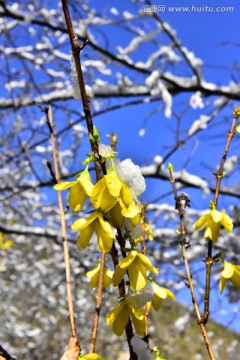 春雪 迎春花