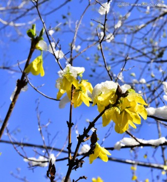 春雪 迎春花