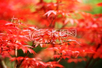红叶 枫树