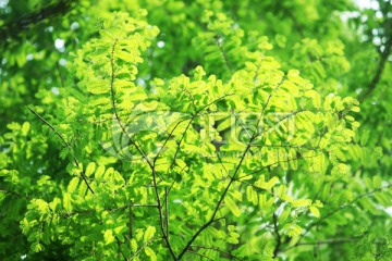 树木 风景 风光 植被 素材