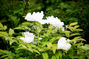 牡丹花 花卉 植物