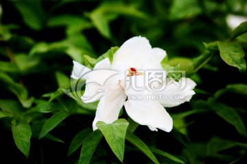 牡丹花 花卉 植物