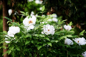 牡丹花 花卉 植物