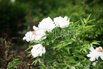 牡丹花 花卉 植物