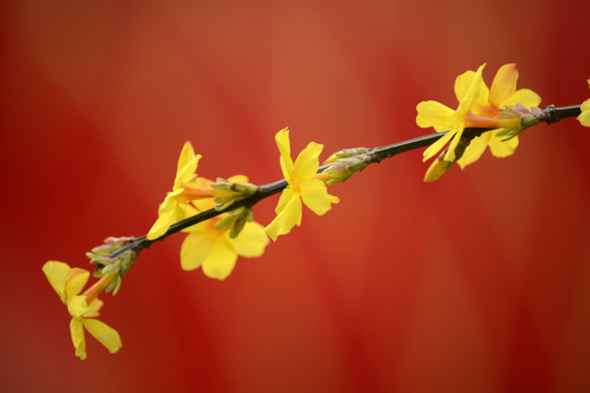 小黄花