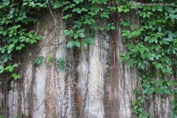 水泥墙 植被墙