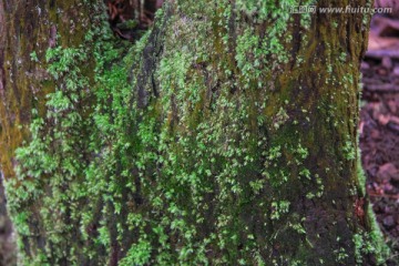 树皮苔藓