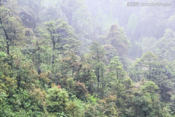 森林植被