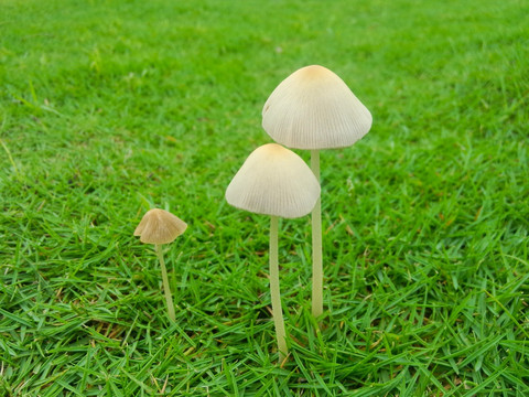 白色小蘑菇