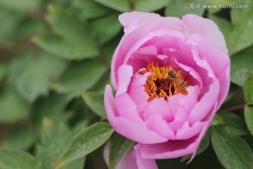 牡丹花蕊中的蜜蜂