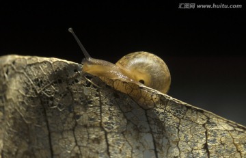 蜗牛与枯叶