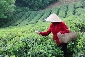 春天 采茶人