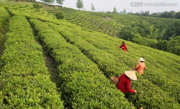 茶场 采茶人