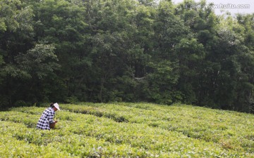 春天 采茶人