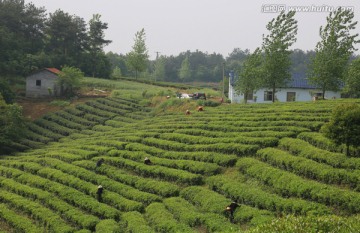 茶山 春天 采茶人