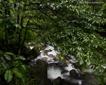 水 溪水 谷雨 风光 树林