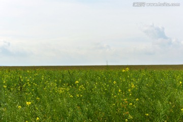 油菜花