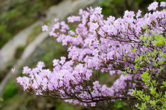 野生杜鹃花