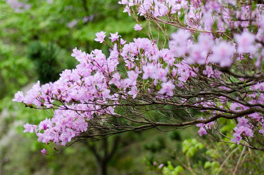 野生杜鹃花