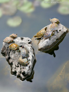 乌龟晒壳