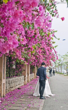 三角梅 簕杜鹃 情侣 花墙