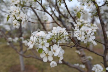 春花白鹃梅