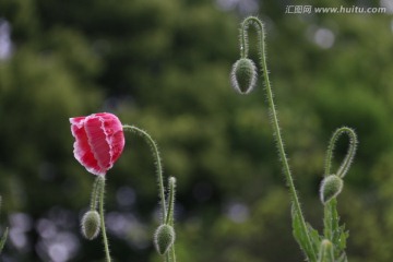 虞美人