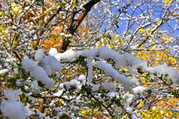 春雪 榆树叶