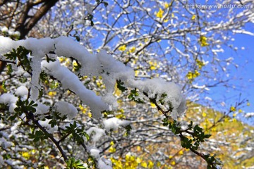 春雪 榆树叶