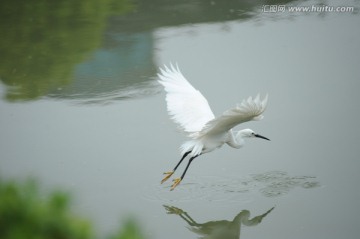 白鹭仙子