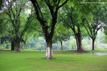 公园 树荫 风景 绿化 树影