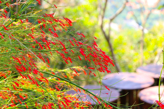 热带植物 红花