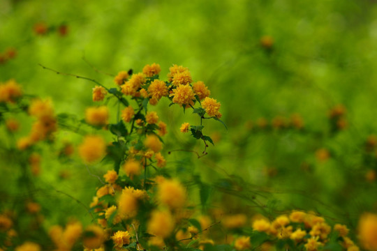 重瓣棣棠花