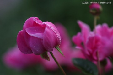 植物花卉 芍药