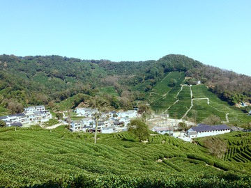 西湖龙井村