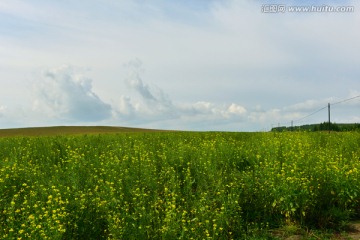 油菜花