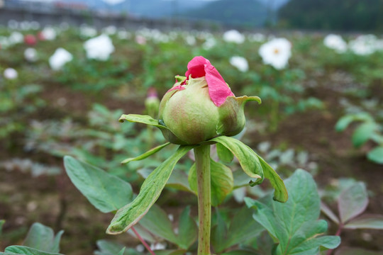 牡丹花