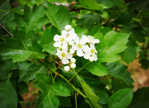 山楂花