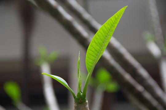 鸡蛋花树嫩叶